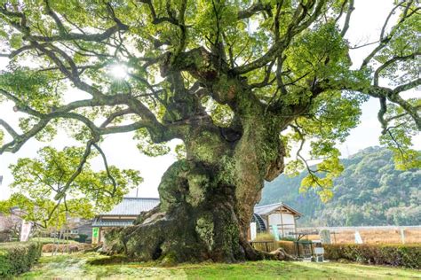 大樹 種類|国内の巨樹・巨木ランキング！すごい巨木は日本国内。